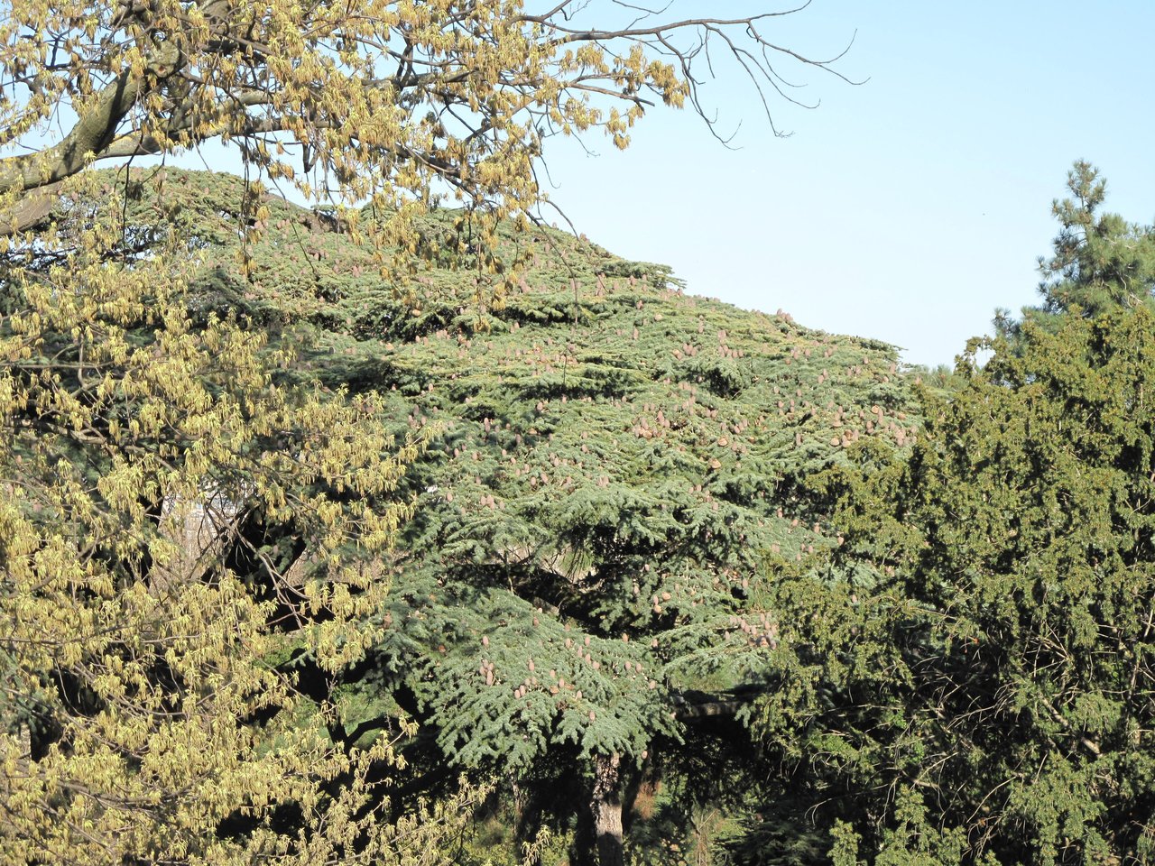 Tronc et houppier du cèdre du Liban planté en 1734 par Bernard de Jussieu au Jardin des plantes de Paris