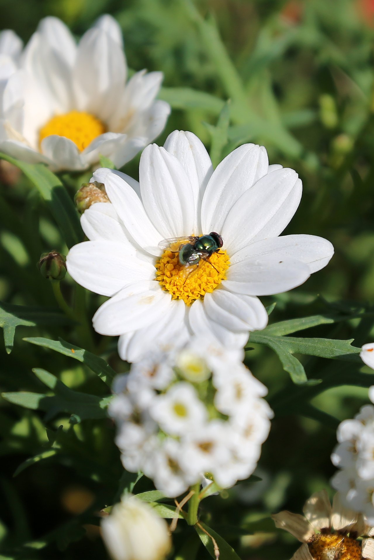 Marguerites blanches à cœur jaune en touffe fleurie
