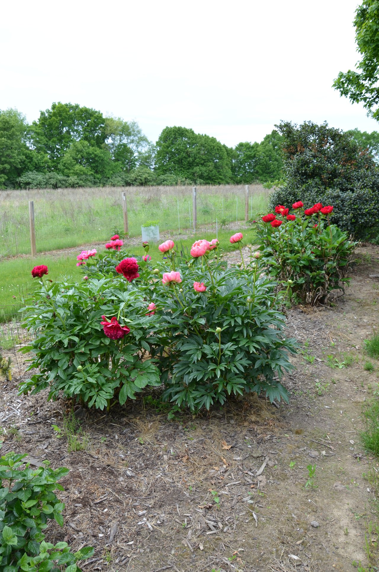 Paeonia 'Coral Charm', cultivar Samuel Wissing 1964, illustrant la signification corail de la pivoine dans le langage des fleurs moderne