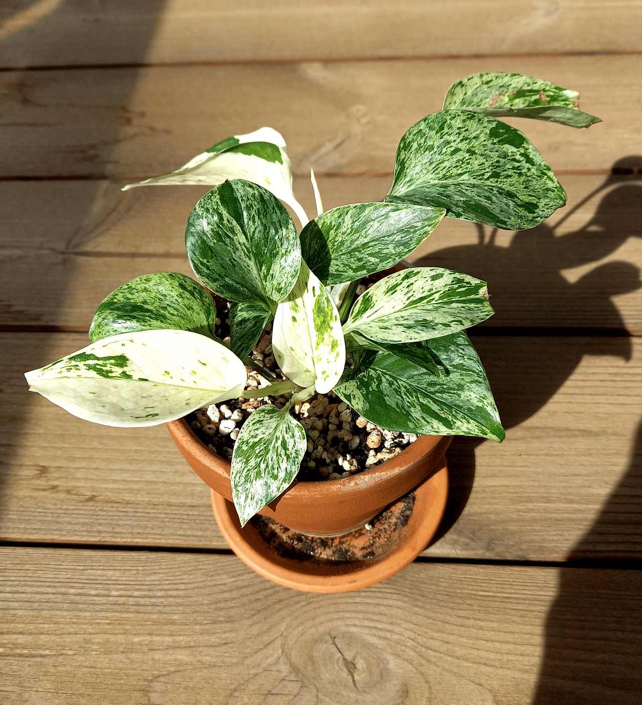 Pothos panaché en pot retombant d'une étagère claire