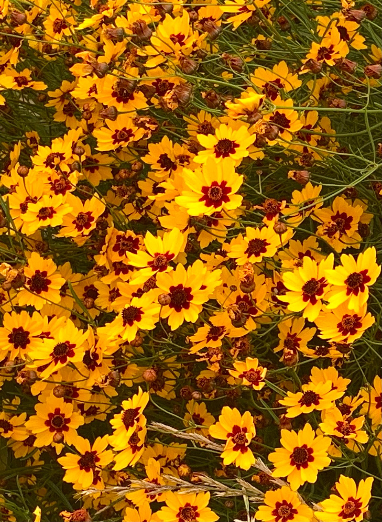 Fleurs jaunes à cœur pourpre de coréopsis en plein soleil