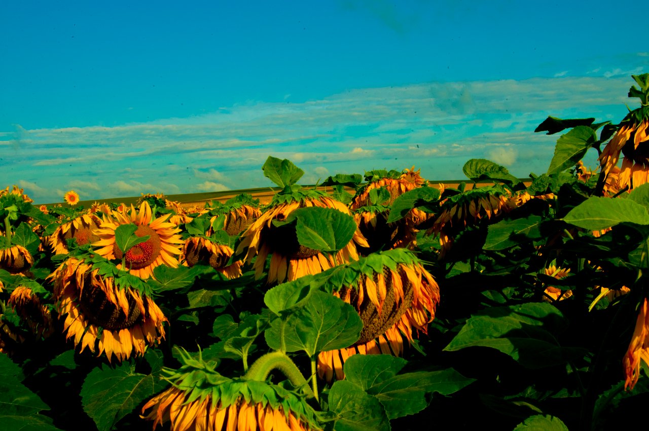 Champ de tournesols en Ukraine, juillet 2013, capitules tournés dans une même direction à maturité, tournesol emblème national d'Ukraine depuis 1914 et symbole de résistance post-2022