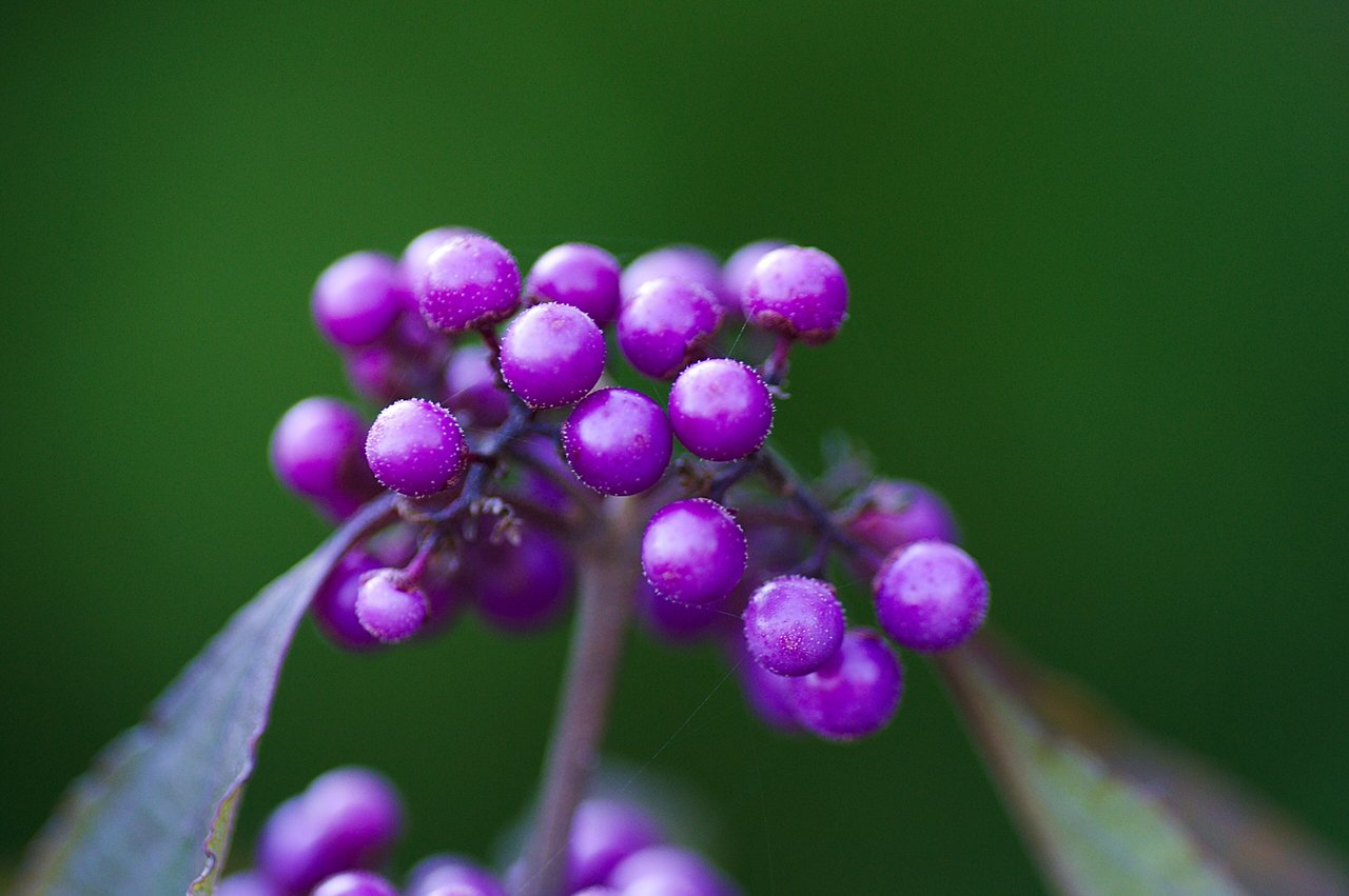 Grappes de baies violettes brillantes de callicarpa en automne