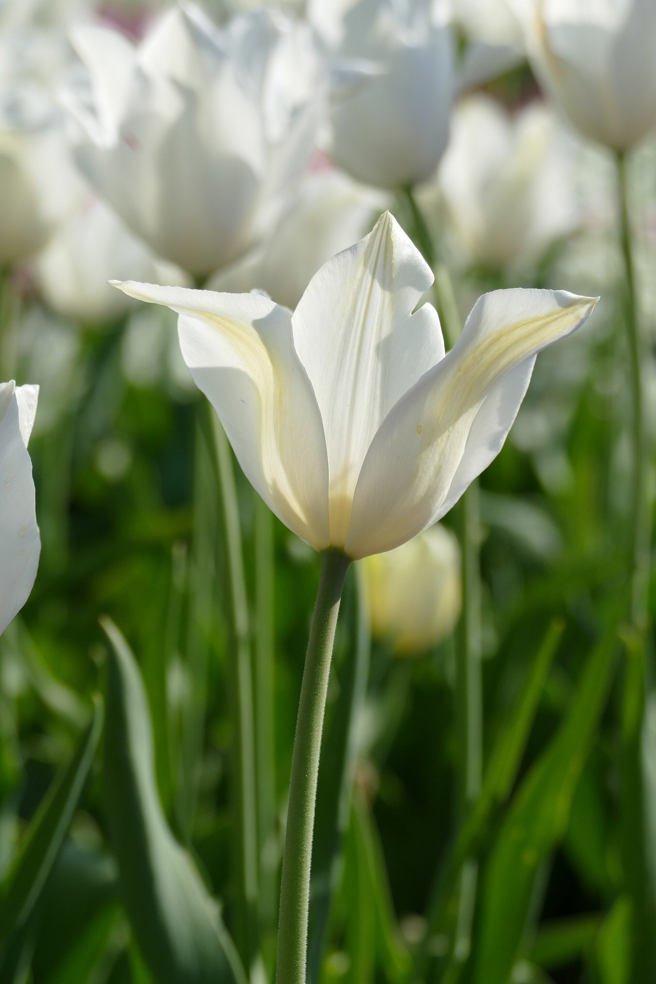 Štíhlé bílé tulipány 'White Triumphator' na jaře