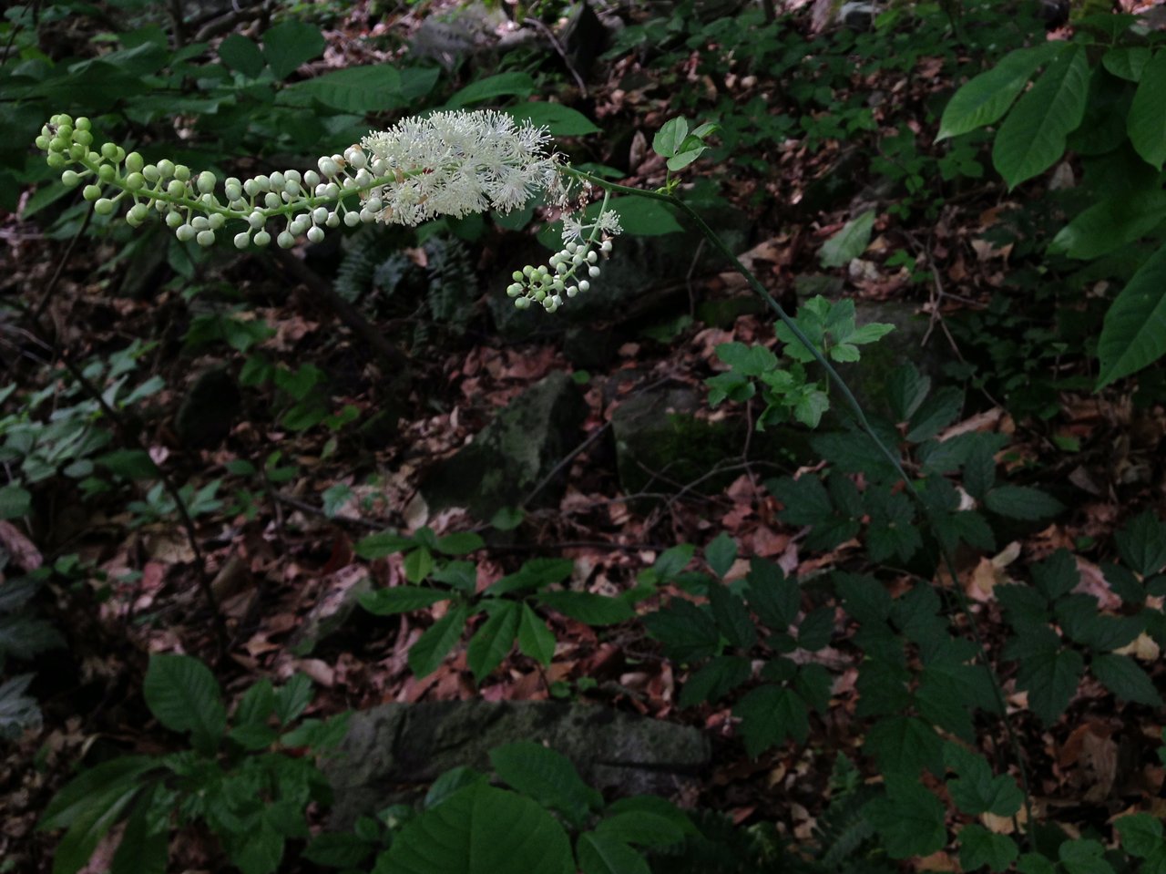 Hauts épis blancs dressés de l'actée à grappes en fleur