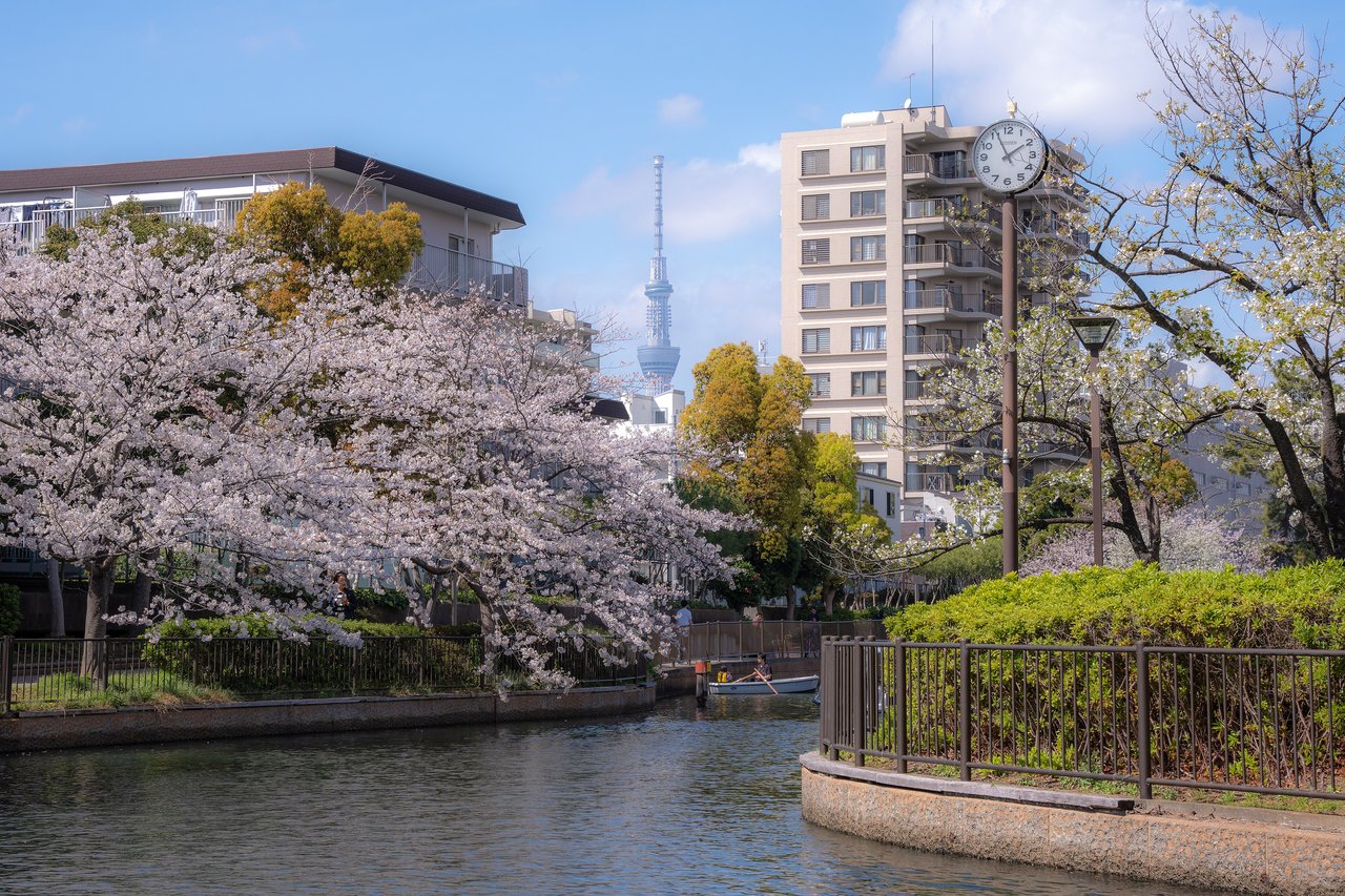 Sakura (Prunus serrulata) v kvete pred vežou Tokyo Skytree, japonská mestská scenéria počas hanami, ilustrácia japonskej reči kvetov ukotvenej v každodennosti.
