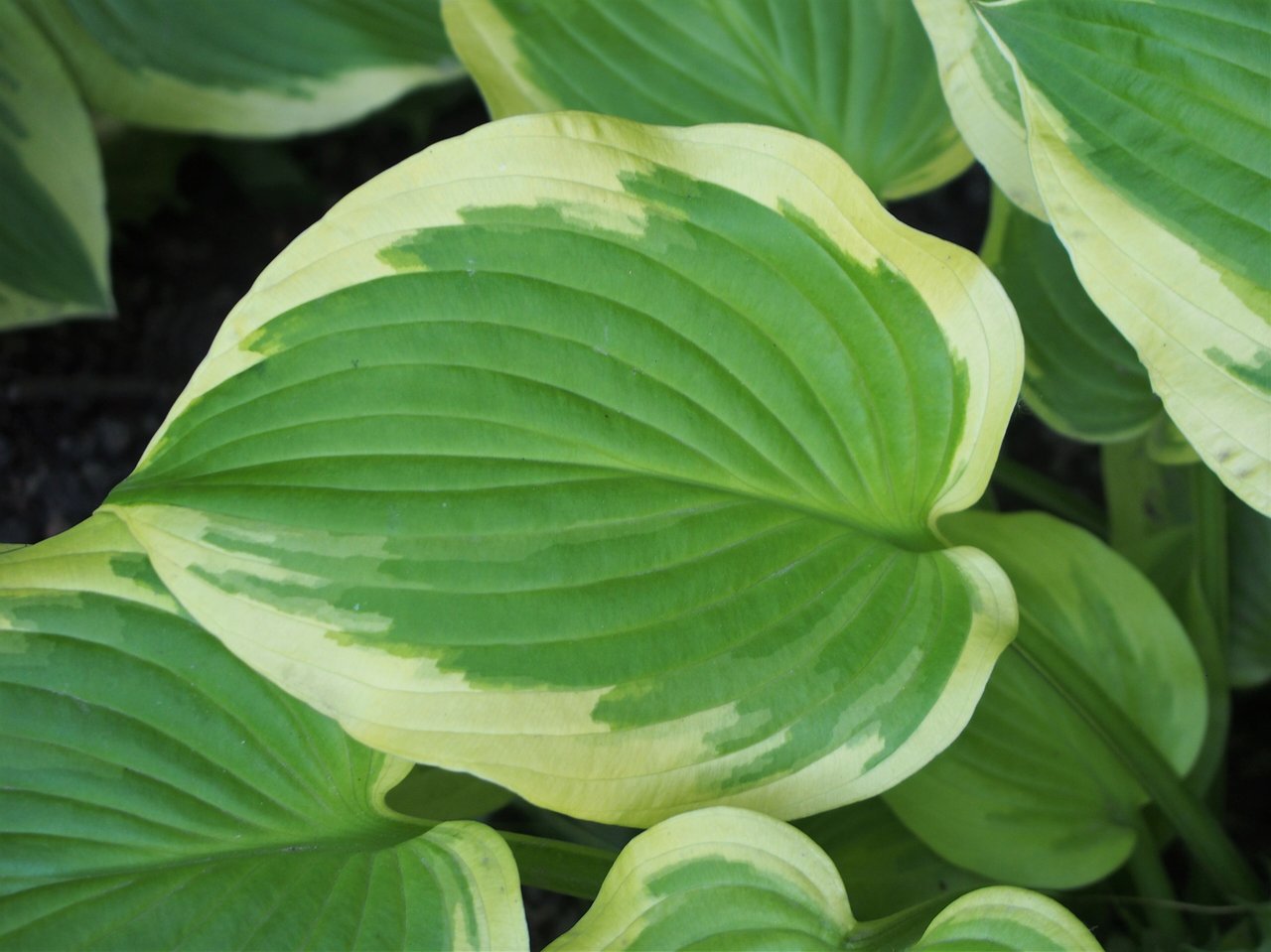 Touffe de hosta (Hosta) aux larges feuilles panachées vert et crème, dans un massif frais et ombragé