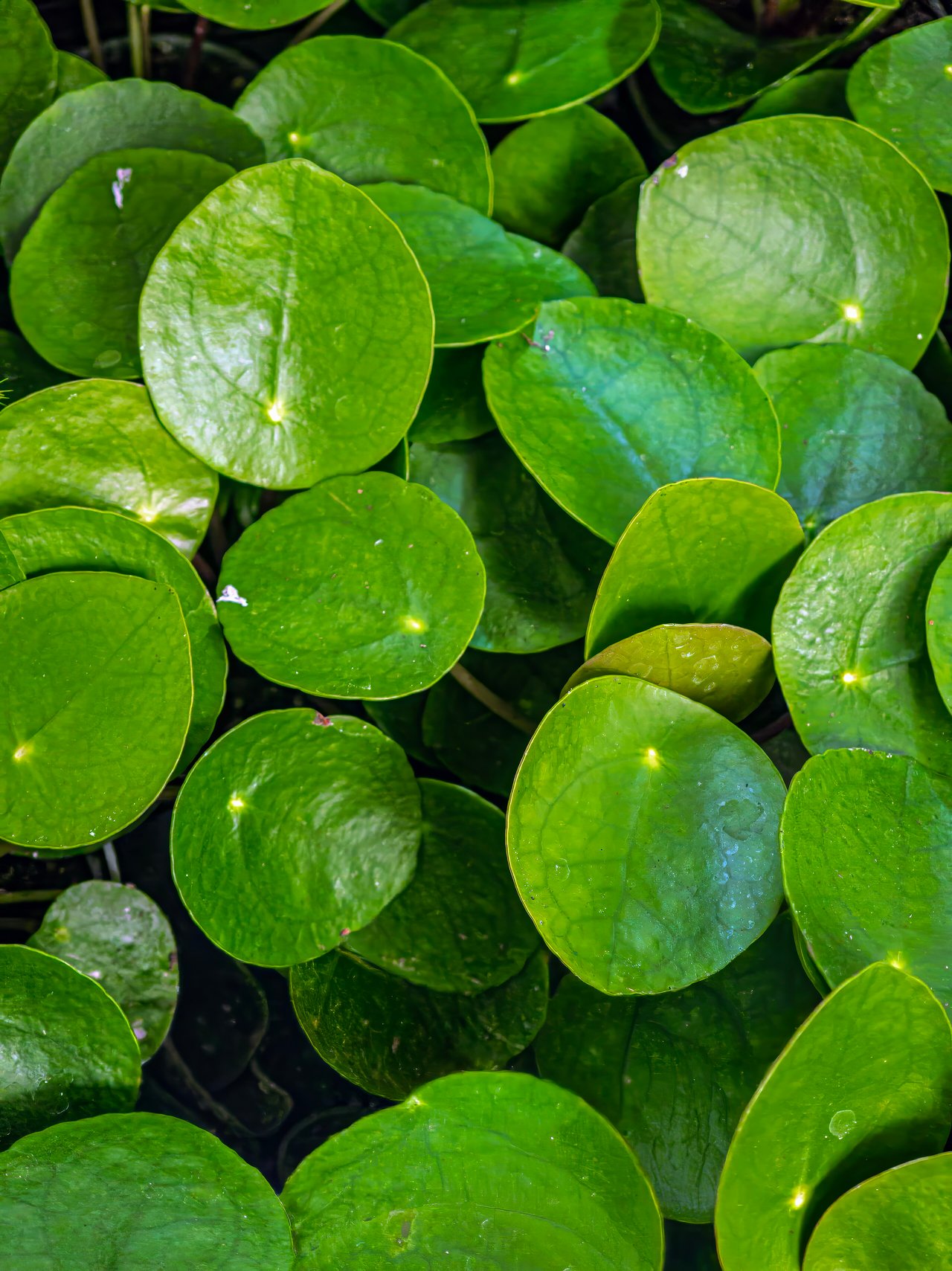 Feuilles rondes et plates de pilea portées par de fines tiges