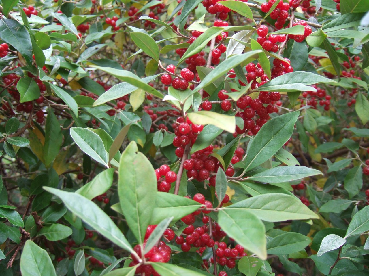 Elaeagnus umbellata fixateur d'azote en fructification au forest garden de l'Agroforestry Research Trust de Martin Crawford (Devon, UK)