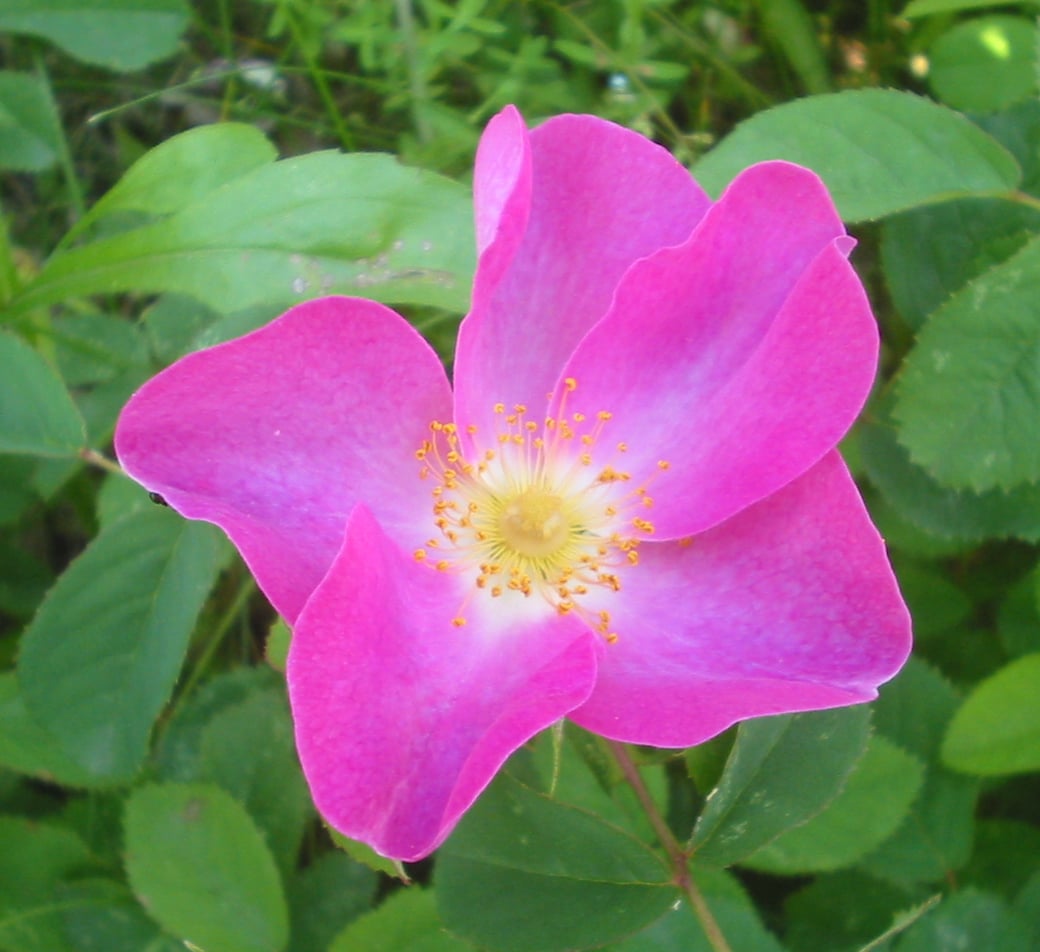 Rosa gallica sauvage en Roumanie, espèce mère du genre Rosa et emblème Lancaster de la Guerre des Deux-Roses