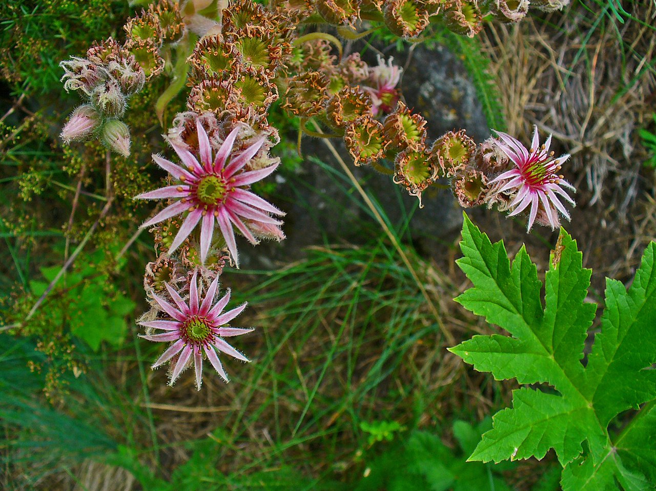 Růžice Sempervivum tectorum, netřesku střešního, sukulentu pro suché osluněné zídky a štěrk