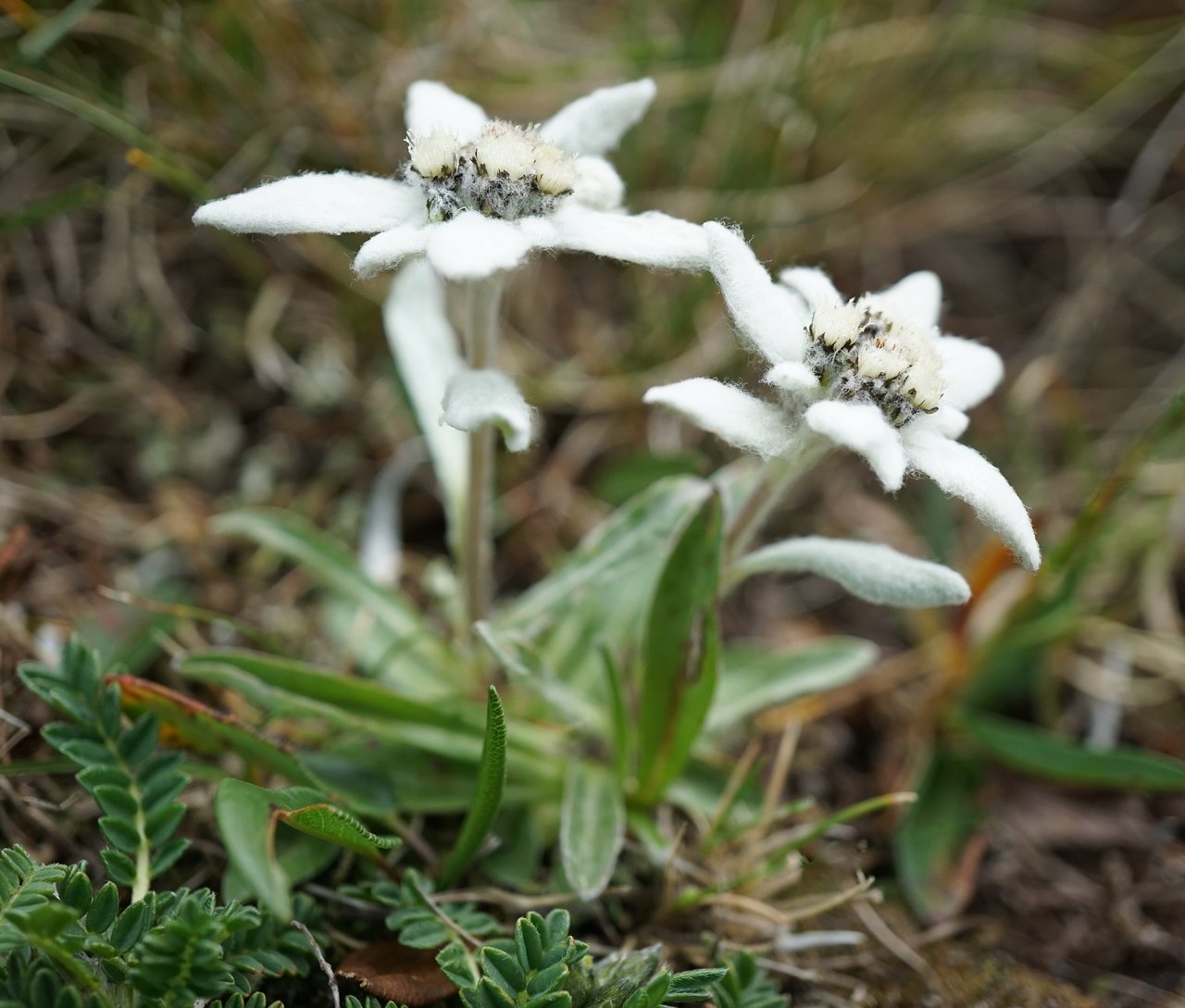 Fleur étoilée blanc argenté et laineuse d'edelweiss
