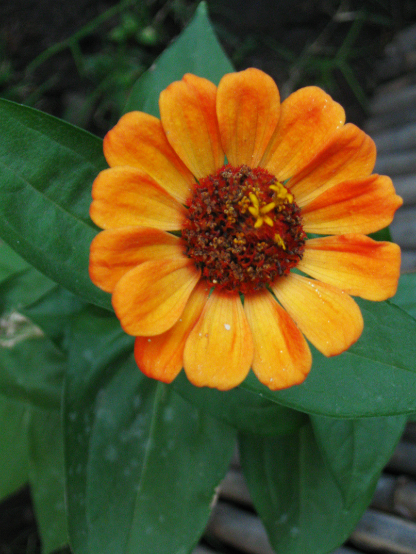 Zinnia orange double en pleine floraison estivale