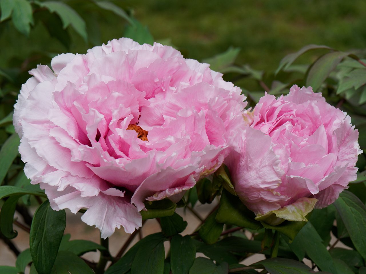 Paeonia suffruticosa 'Shichifukujin', pivoine arbustive ligneuse au Jardin des Plantes de Paris, morphotype distinct de la pivoine herbacée lactiflora