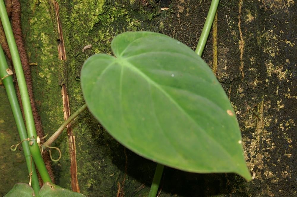 Feuilles en cœur d'un philodendron grimpant