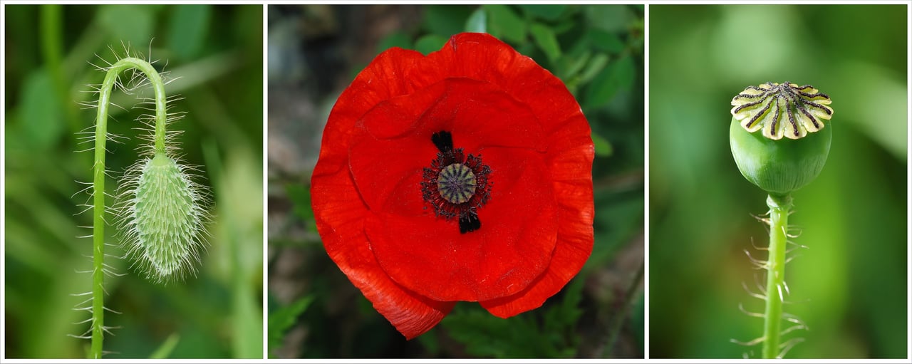 Poster Papaver, fotografická tabule s mnoha kultivary bílých růžových červených šarlatových a dvoubarevných vlčích máků linie Shirley poppy Wilks Croydon 1880, barevná paleta rodu Papaver pro květomluvu