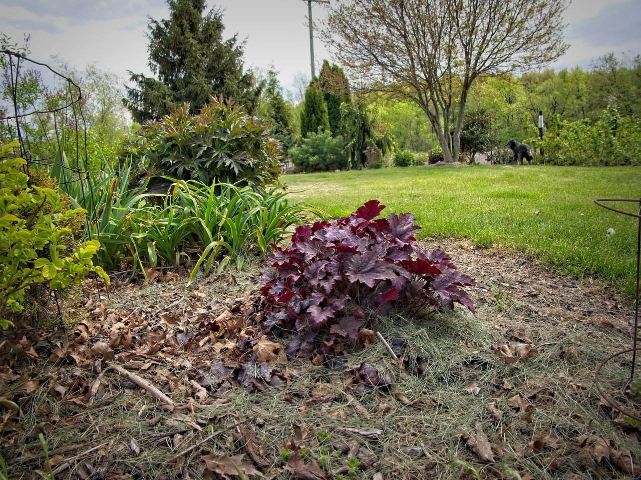 Feuillage pourpre argenté d'une heuchère (Heuchera) formant une touffe basse et dense