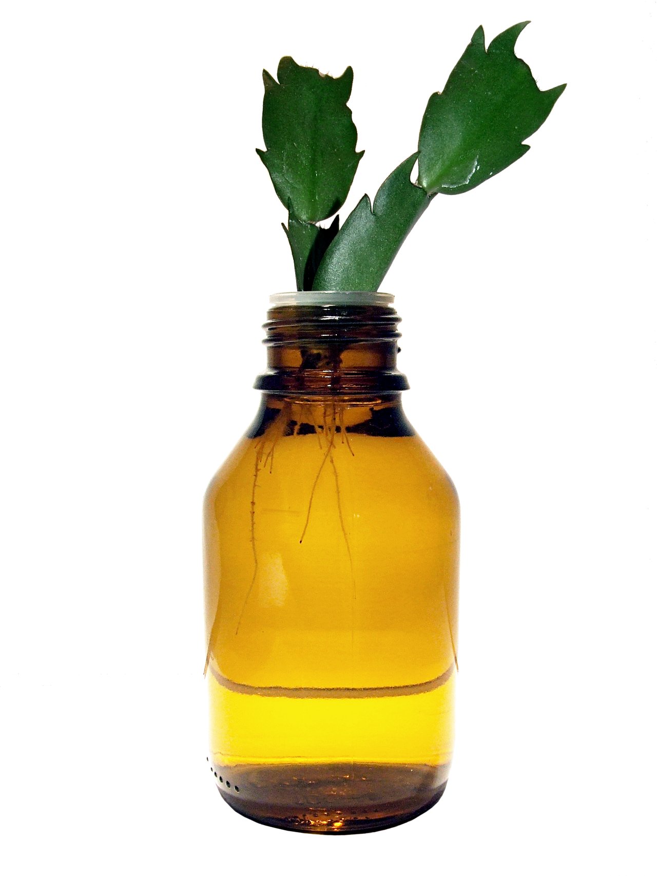 Řízky vánočního kaktusu Schlumbergera truncata zakořeněné ve sklenici vody s tenkými průsvitnými vodními kořeny
