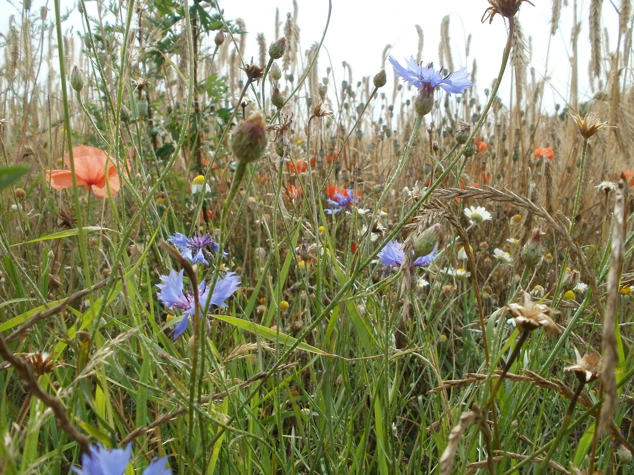 Letná poľná lúka pokrytá kvitnúcimi vlčími makmi (Papaver rhoeas) a nevädzami (Centaurea cyanus) koncom júla