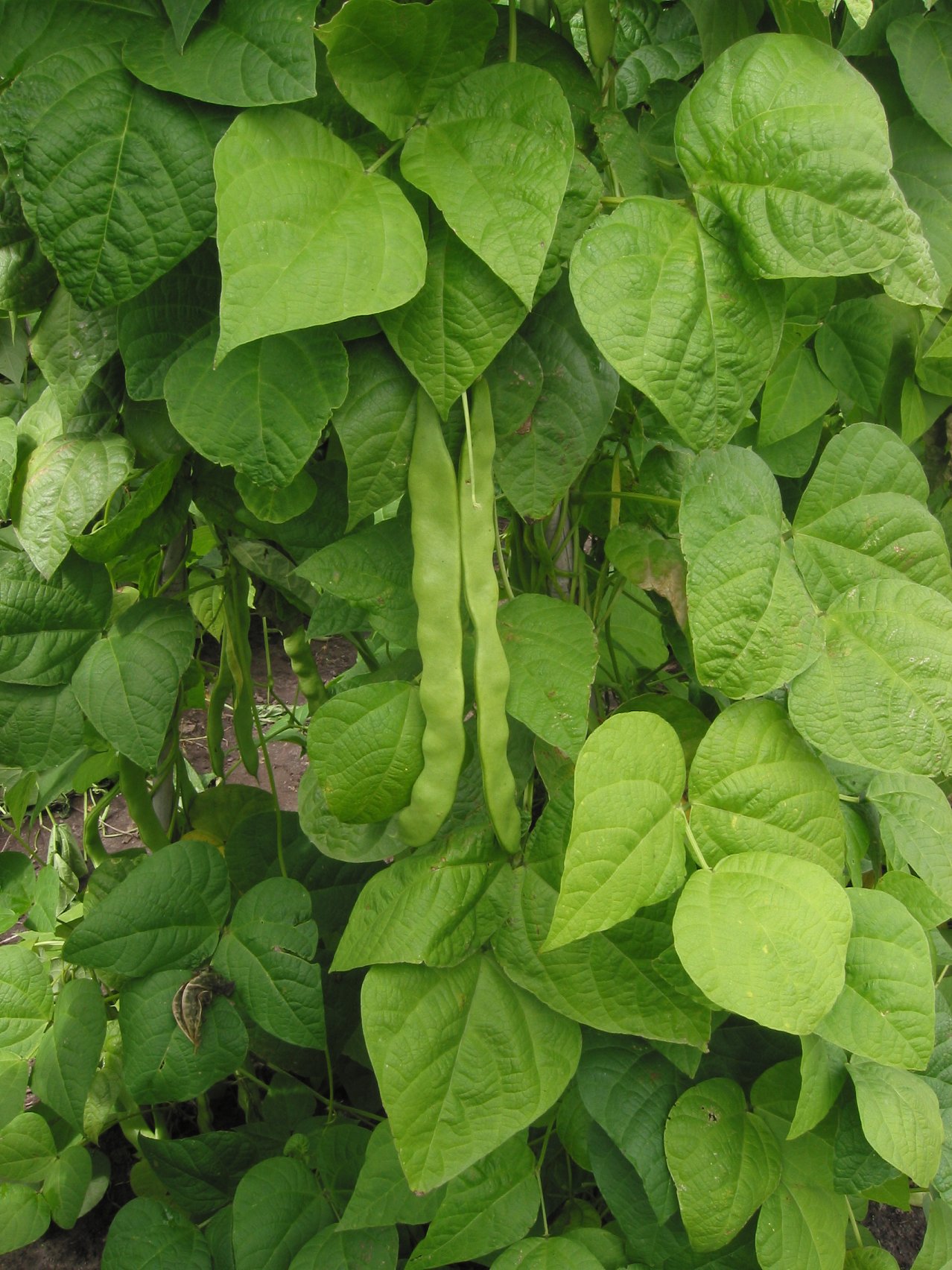 Gousses de haricot vert (Phaseolus vulgaris) pendantes sur plant au potager d'été