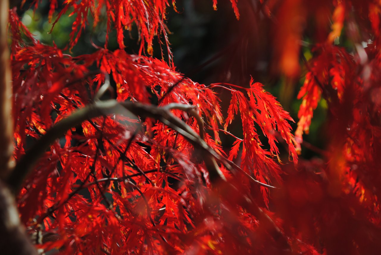 Érable du Japon dissectum 'Inaba-shidare' aux teintes rouges d'automne