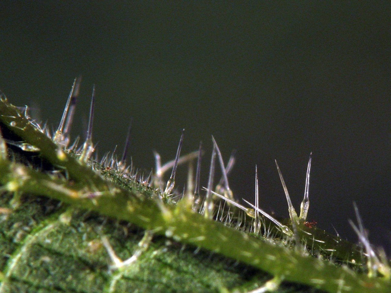Gros plan sur les trichomes urticants d'Urtica dioica, feuille d'ortie photographiée en macro