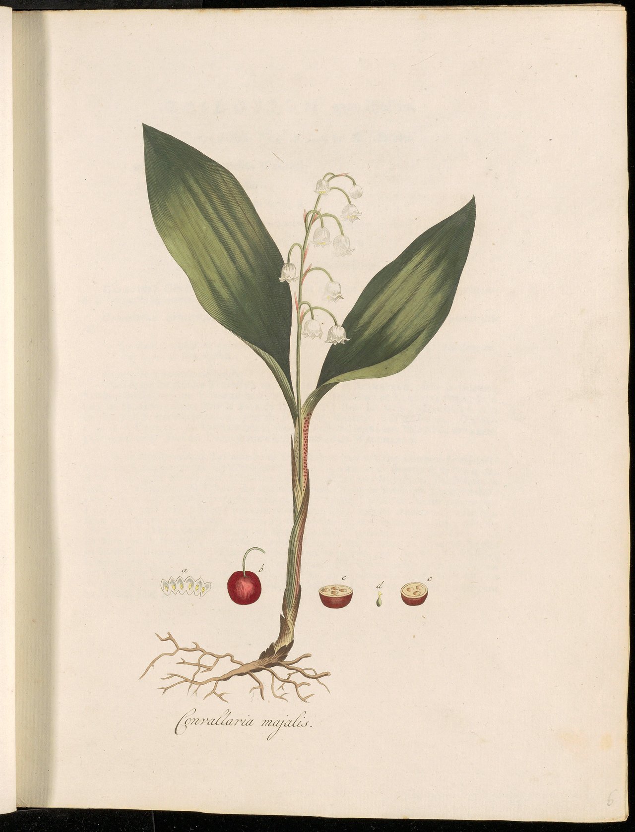 Botanická tabule Convallaria majalis z díla Flora Batava (Pl. 0006), anatomie konvalinky, bílé zvonečky a červené bobule, vědecký podklad pro toxikologii kardenolidů