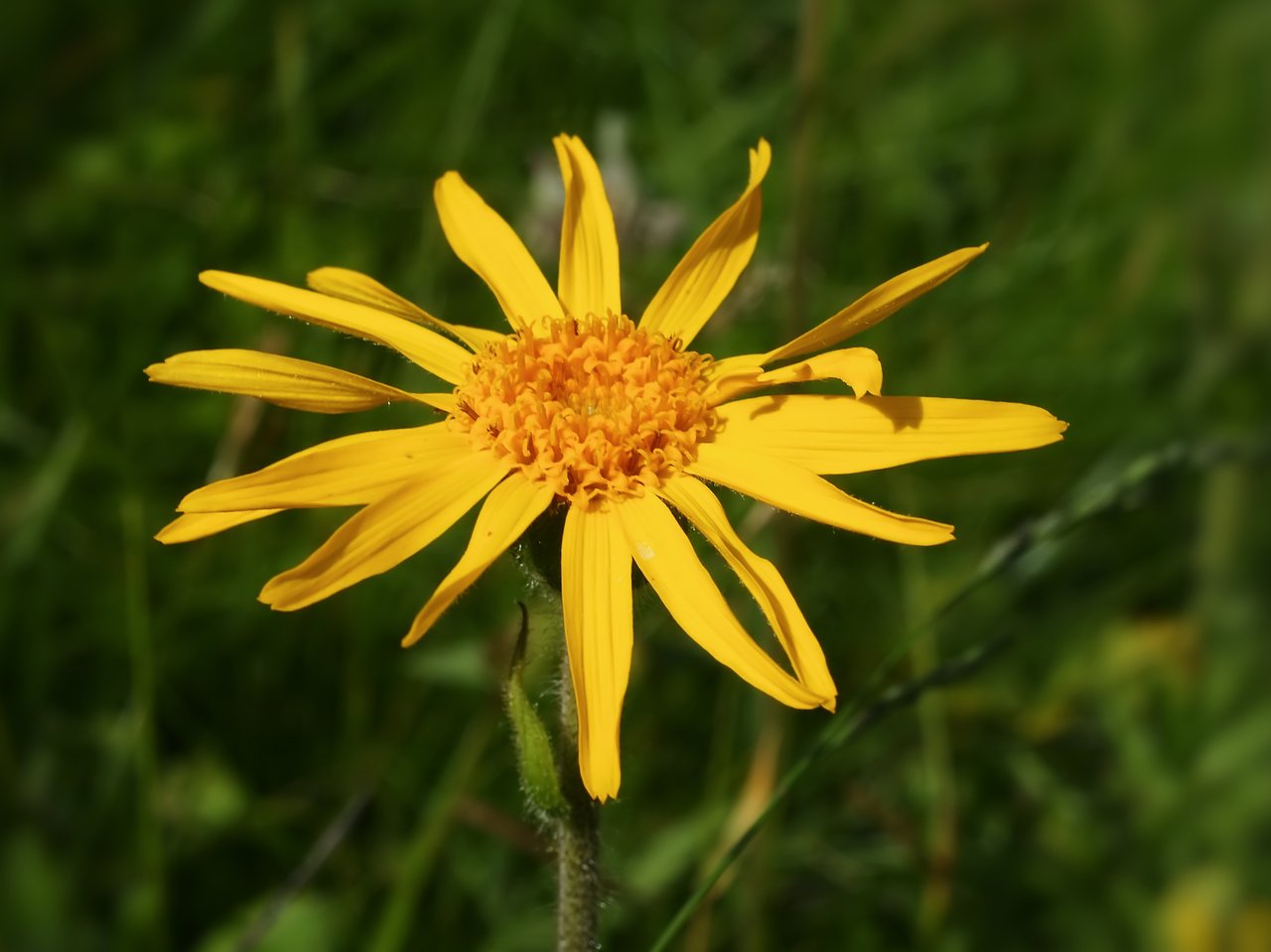 Capitule jaune orangé d'arnica des montagnes en gros plan