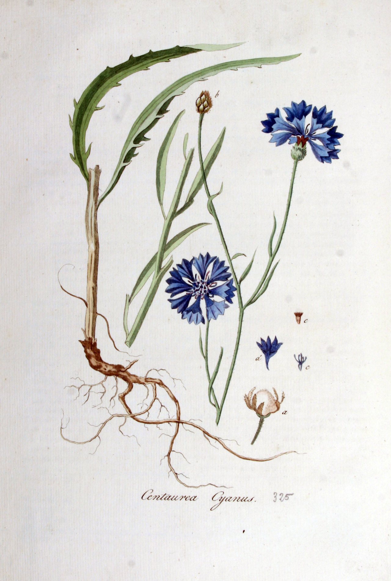 Planche aquarellée de Centaurea cyanus L. issue de la Flora Batava de Jan Kops (volume 5, première moitié du XIXᵉ siècle), illustration botanique strictement contemporaine du Langage des Fleurs de Charlotte de Latour publié en 1819 chez Audot à Paris