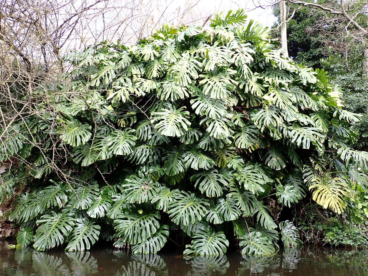 Grandes feuilles découpées et brillantes de monstera