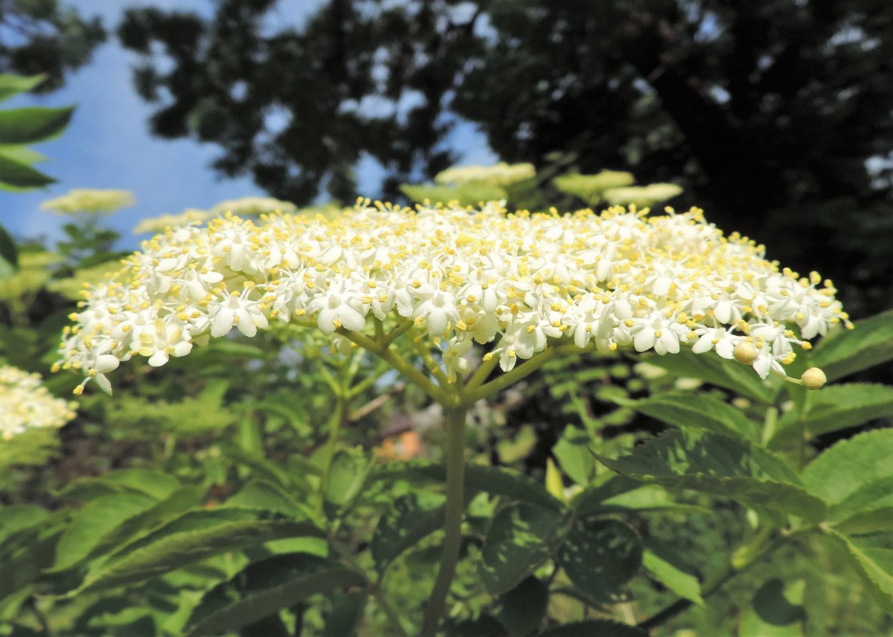 Ombelle de sureau noir (Sambucus nigra) en pleine floraison de mai-juin : grappe blanc-crème de petites fleurs étoilées sur arbuste, base du sirop de fleur de sureau.