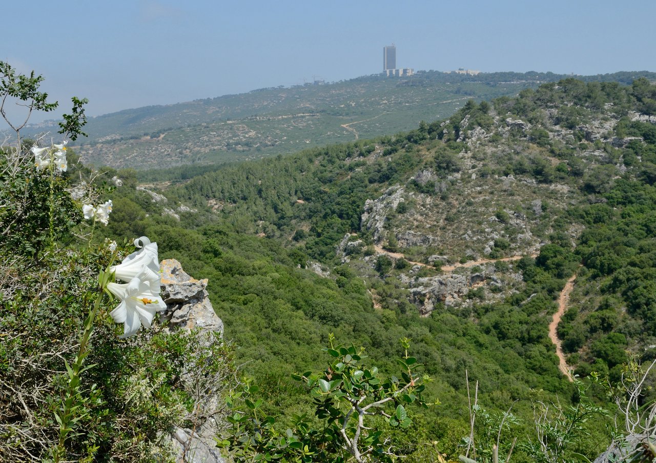 Bílá lilie (Lilium candidum) s trubkovitými květy na vysokých stoncích