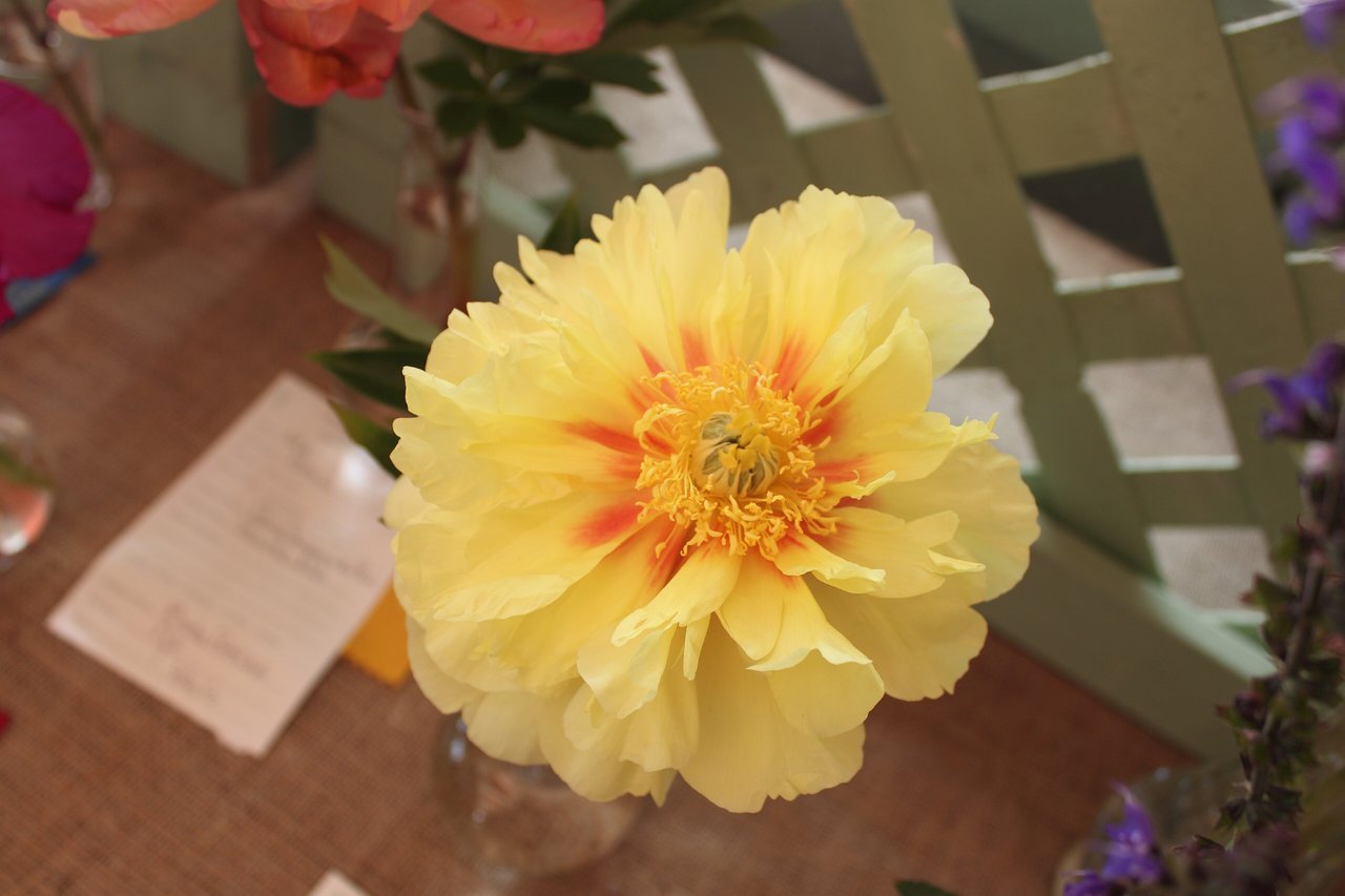 Paeonia 'Bartzella' (Anderson 1986), hybride Itoh jaune double de la pivoine signification prospérité rare et bonheur durable