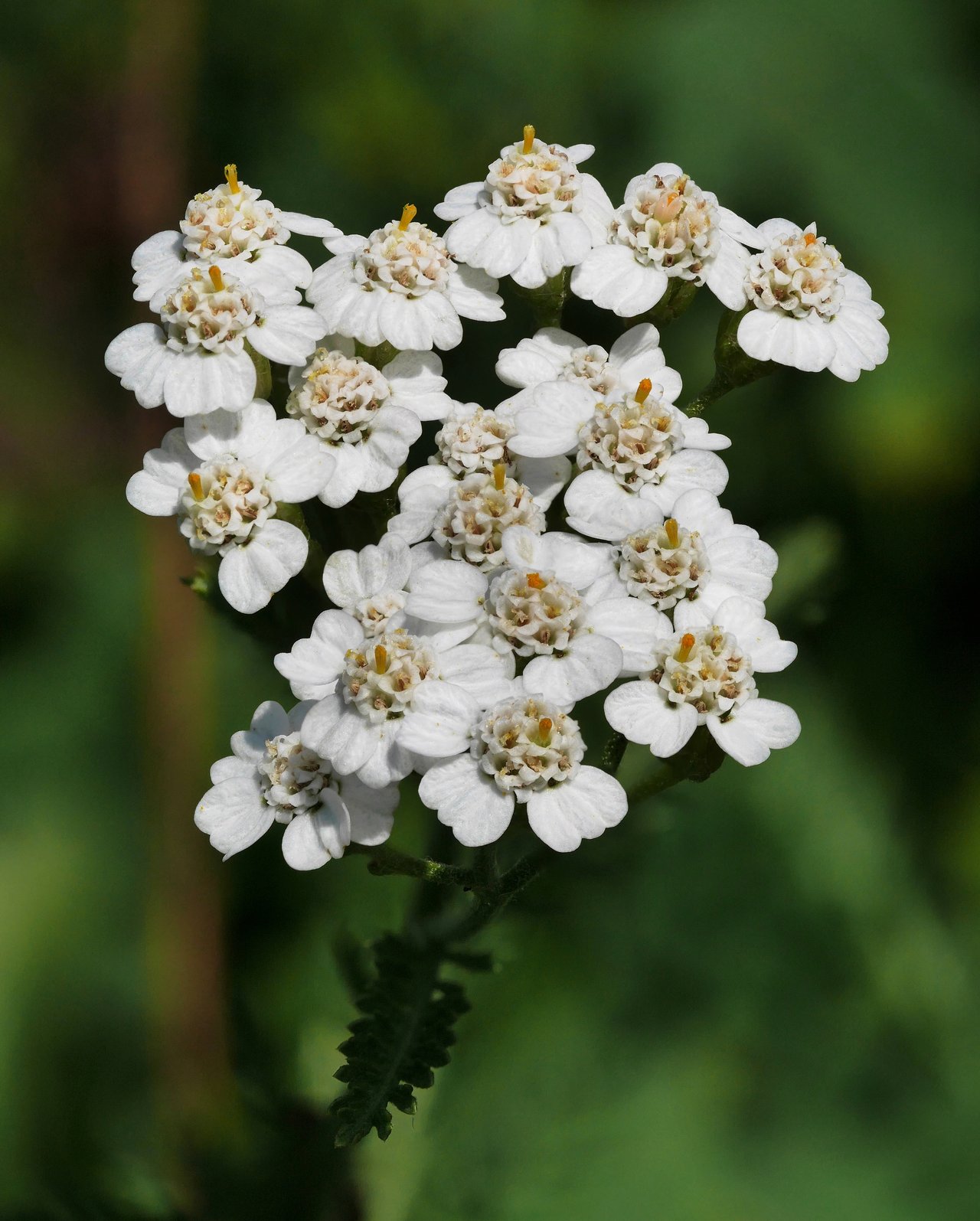 Corymbe plat de fleurs blanches d'achillée millefeuille