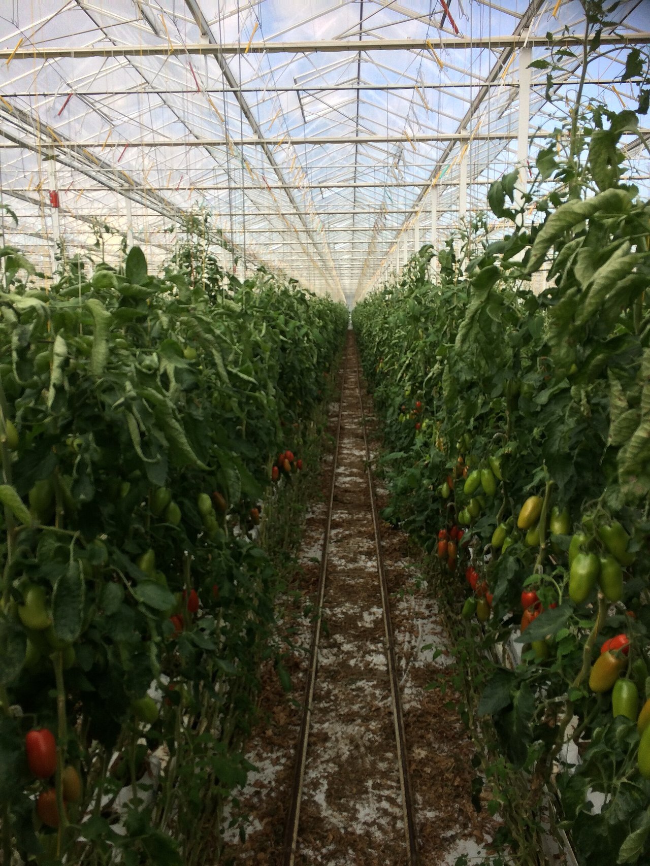 Pieds de tomate sains palissés sous abri, feuillage protégé de la pluie pour limiter le risque de mildiou