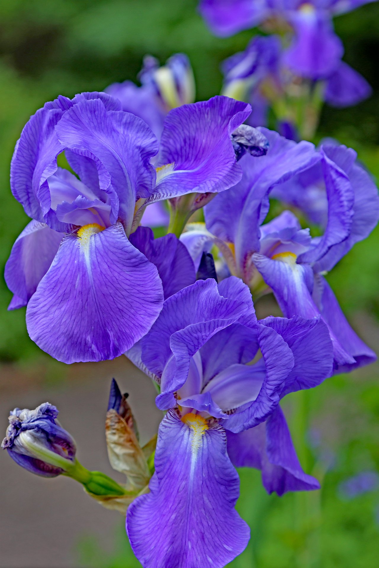 Fialový kosatec nemecký (Iris germanica), farebný kód múdrosti v reči kvetov