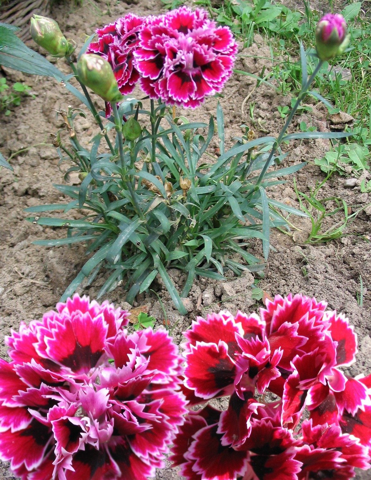 Růžový třásnitý karafiát (Dianthus caryophyllus), floriografický smysl mateřská vděčnost, květina pro žijící matku ke Dni matek