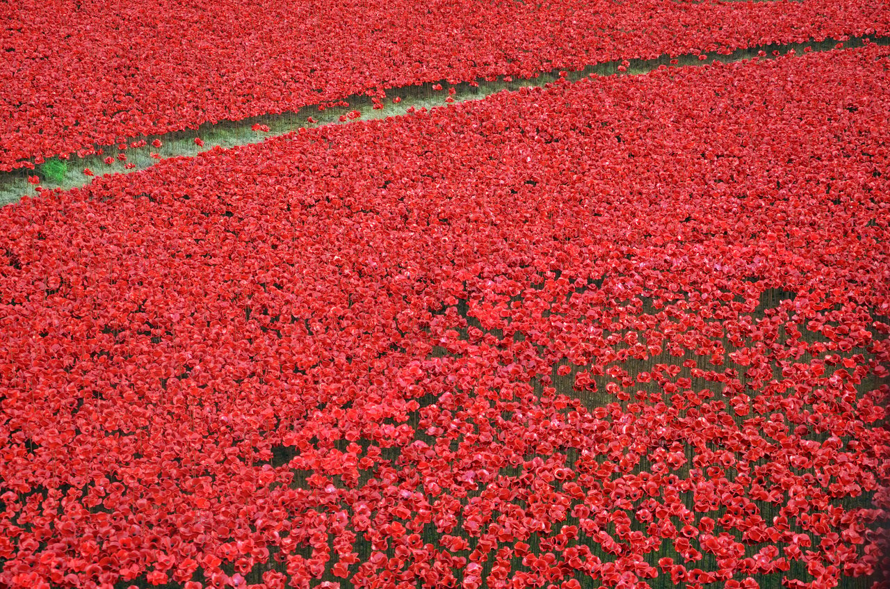 Instalace Blood Swept Lands and Seas of Red u Tower of London léto podzim 2014, 888246 keramických vlčích máků Paula Cumminse a Toma Pipera, jeden za každého britského a commonwealthského vojáka padlého v první světové válce