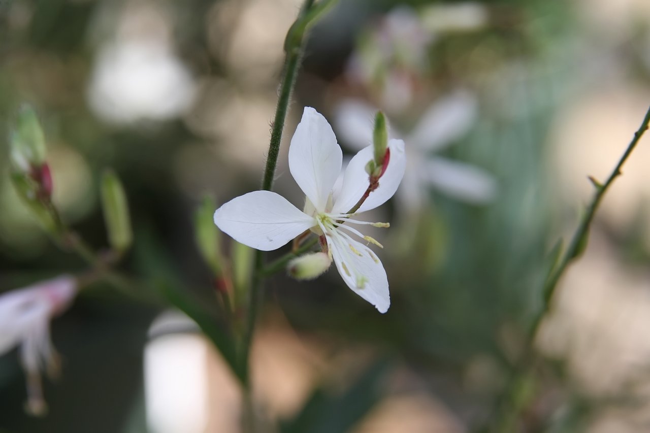 Lehké bílé květy svíčkovce (Gaura lindheimeri) vznášející se na jemných stoncích