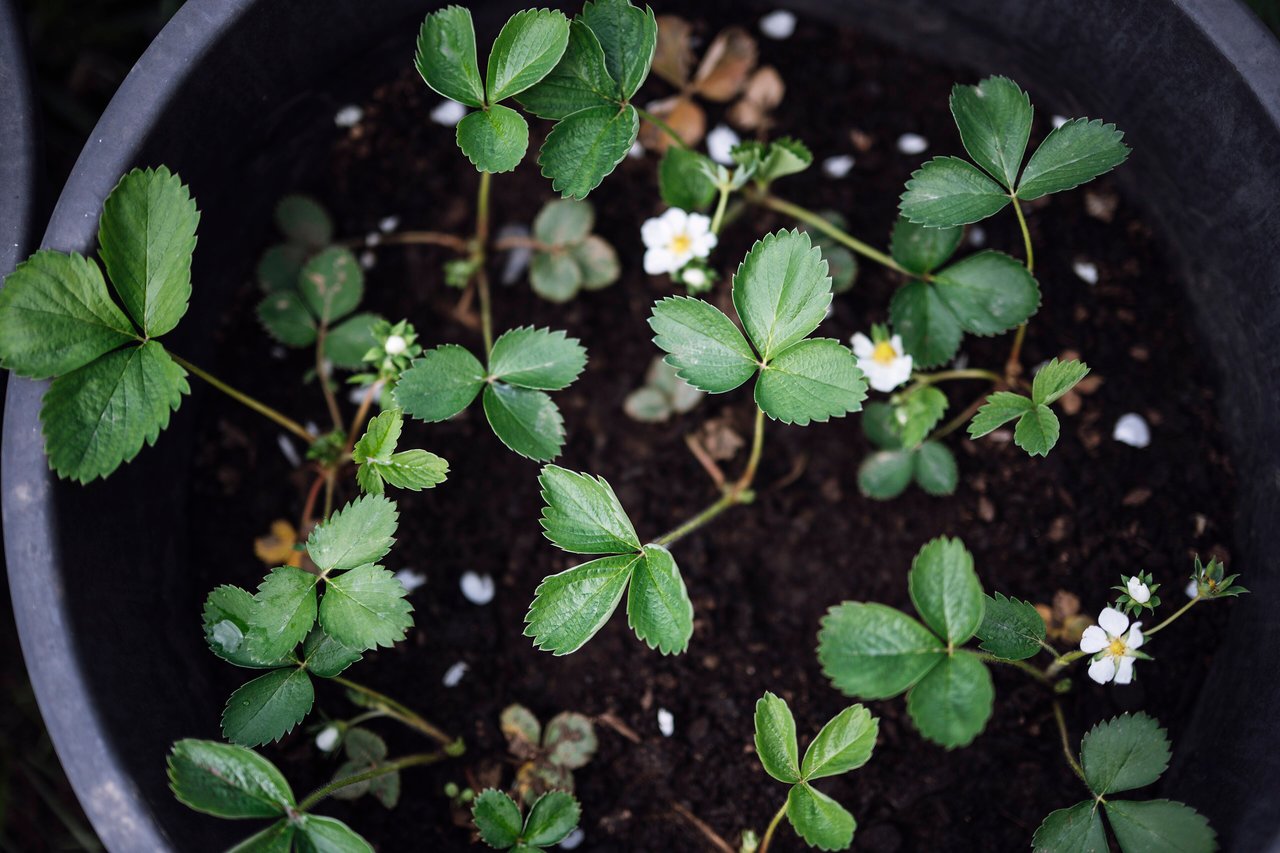 Pot de fraisiers vu de dessus, plusieurs pieds répartis contre la paroi, terreau sombre dégagé au centre et premières fleurs blanches ouvertes