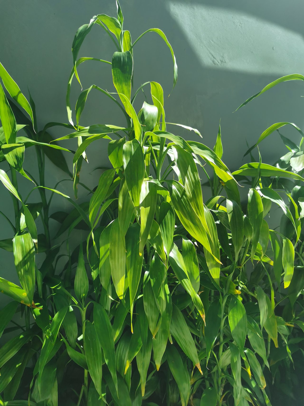 Lucky bamboo (Dracaena sanderiana), tiges vertes en spirale dans un vase d'eau, plante feng shui