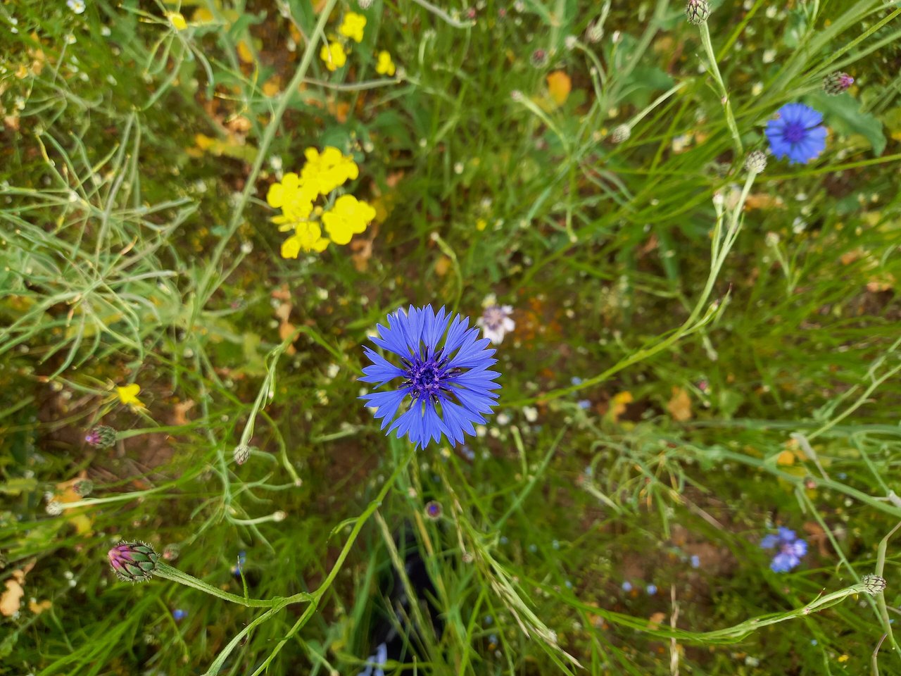 Rukkilill : bleuet (Centaurea cyanus) photographié au cœur d'un champ à Savikoja, Estonie, fleur nationale officielle de la République d'Estonie depuis 1968, symbole partagé avec la Biélorussie, l'Allemagne (Kornblume des Hohenzollern) et le Royaume-Uni