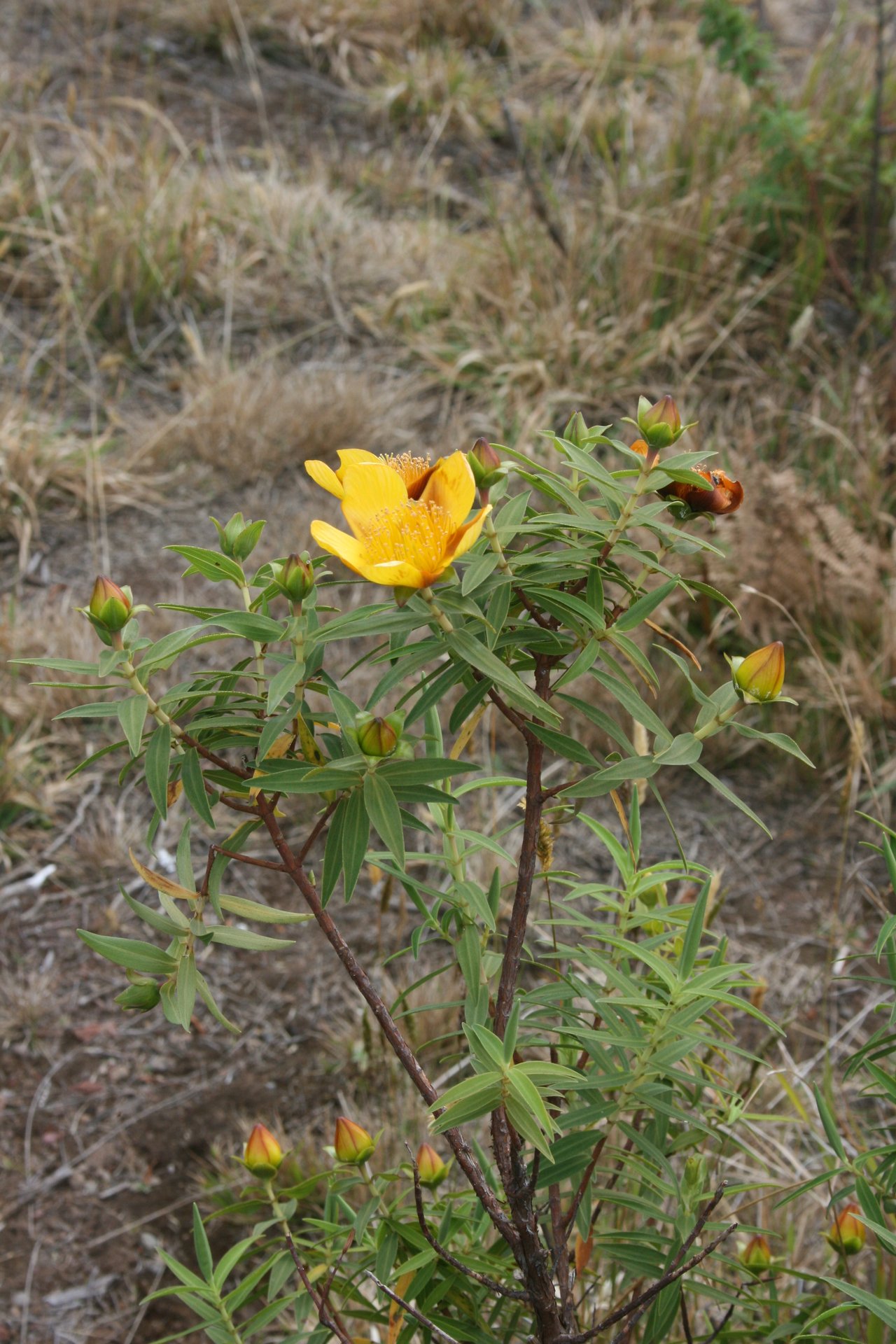 Fleurs jaune-or des Fleurs jaunes des Hauts à La Réunion