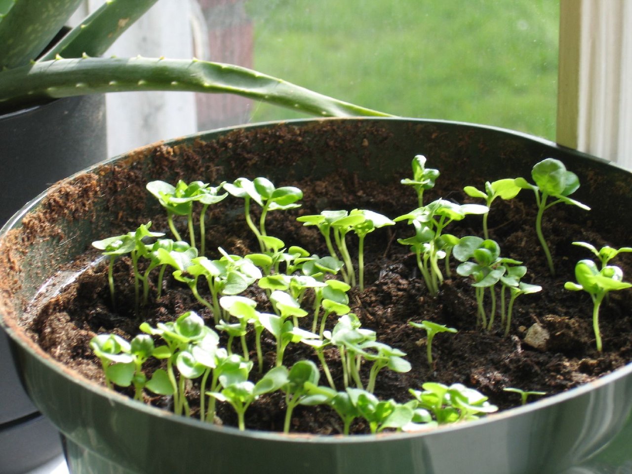 Feuilles vertes brillantes de basilic (Ocimum basilicum) en pot sur appui de fenêtre