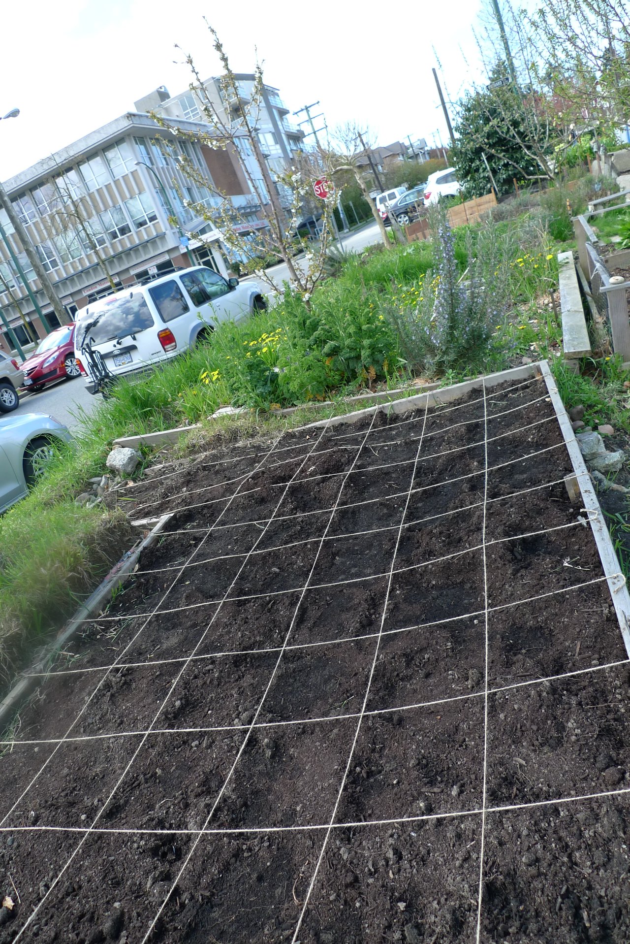 Planche de potager en carré préparée et matérialisée par une grille de ficelle régulière, sol nu prêt à recevoir le plan de plantation case par case