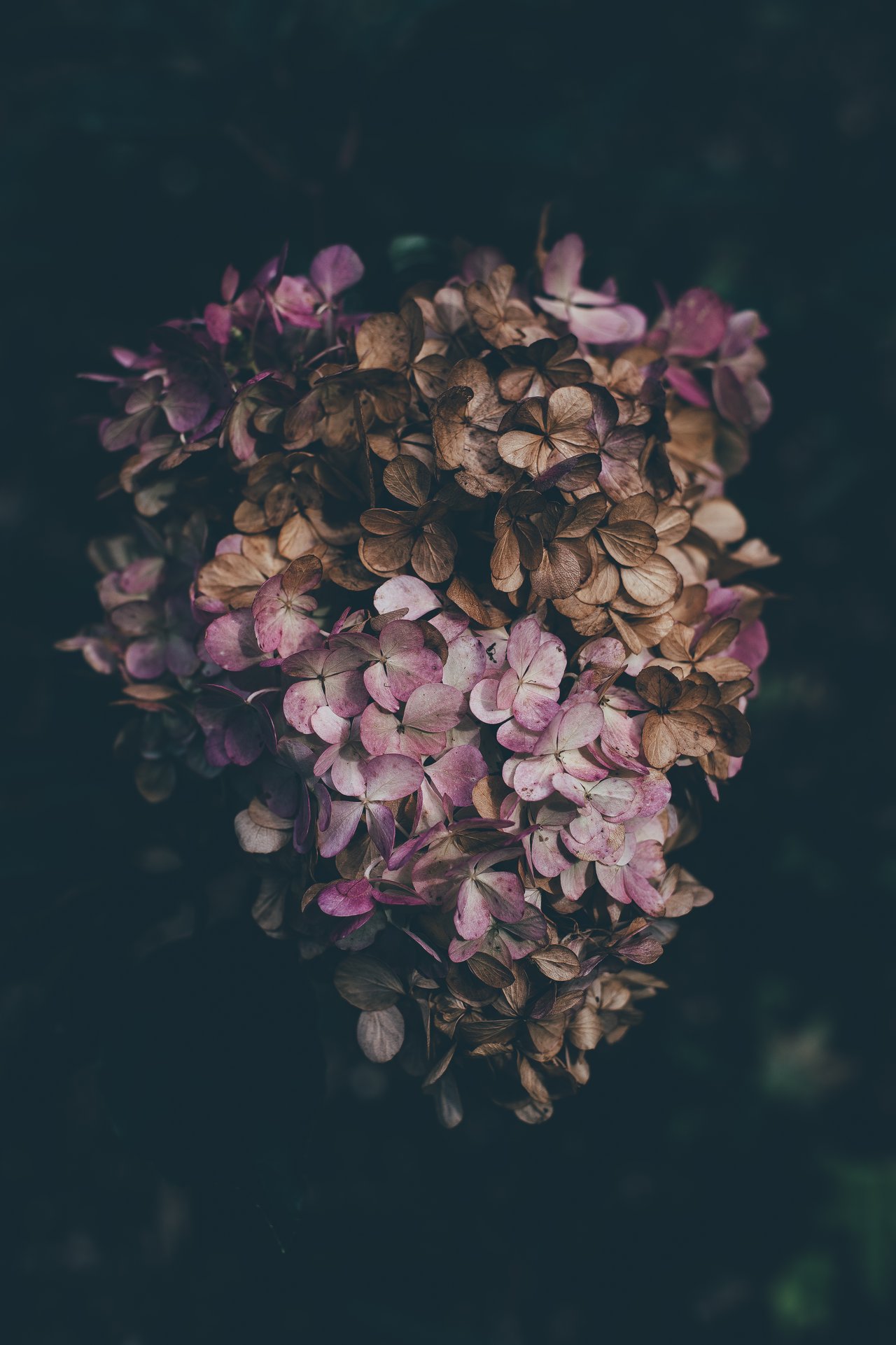 Hortensia séché aux teintes rose et brun fanées, couleurs des fleurs séchées qui ternissent progressivement avec le temps