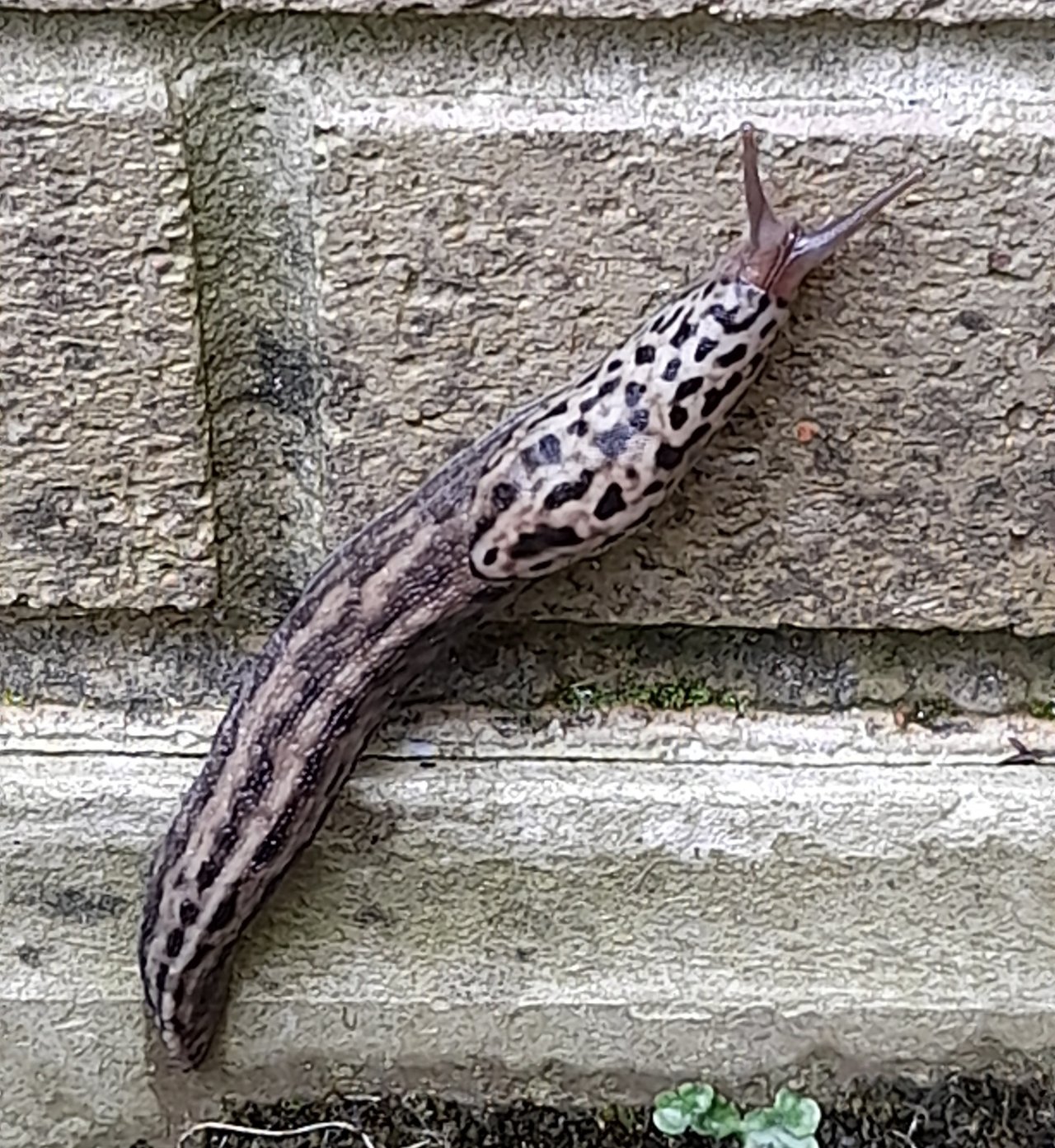 Limace léopard adulte dans un jardin résidentiel