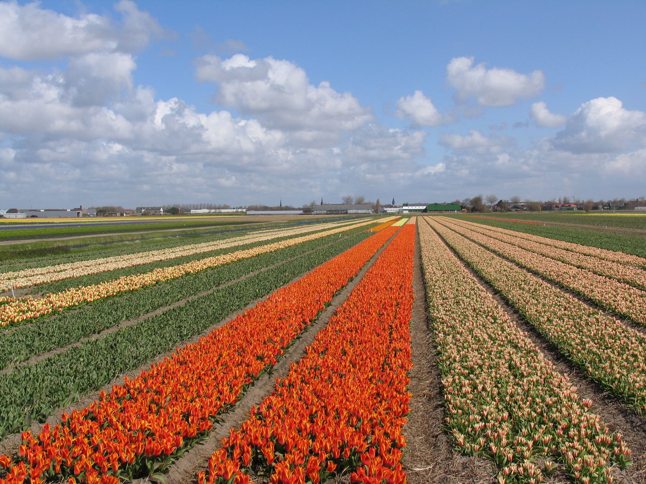 Champ de tulipes multicolores près du Keukenhof aux Pays-Bas : palette complète du langage des fleurs, rouge, jaune, blanc, rose, orange, violet