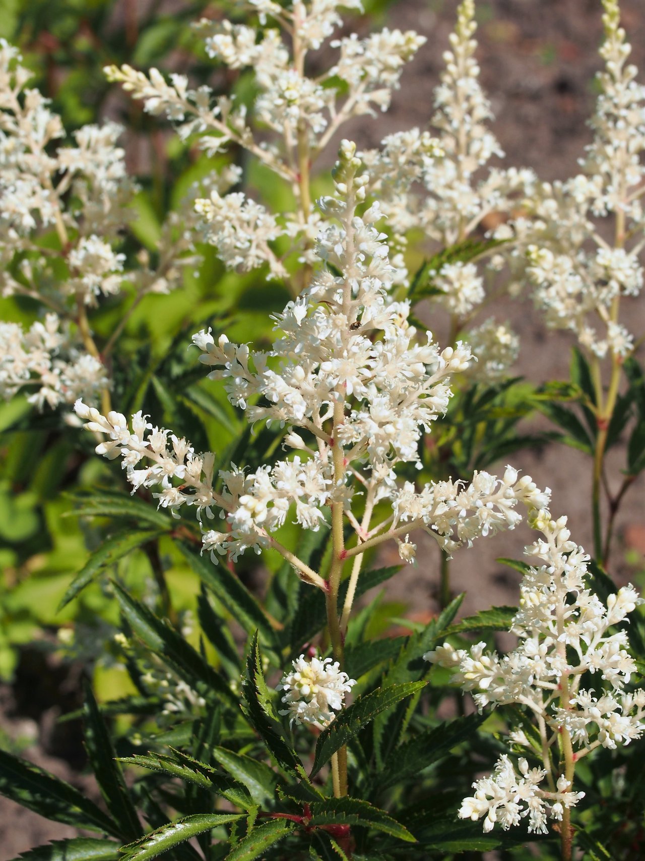 Plumeaux blancs dressés d'astilbe (Astilbe) au-dessus d'un feuillage découpé vert foncé