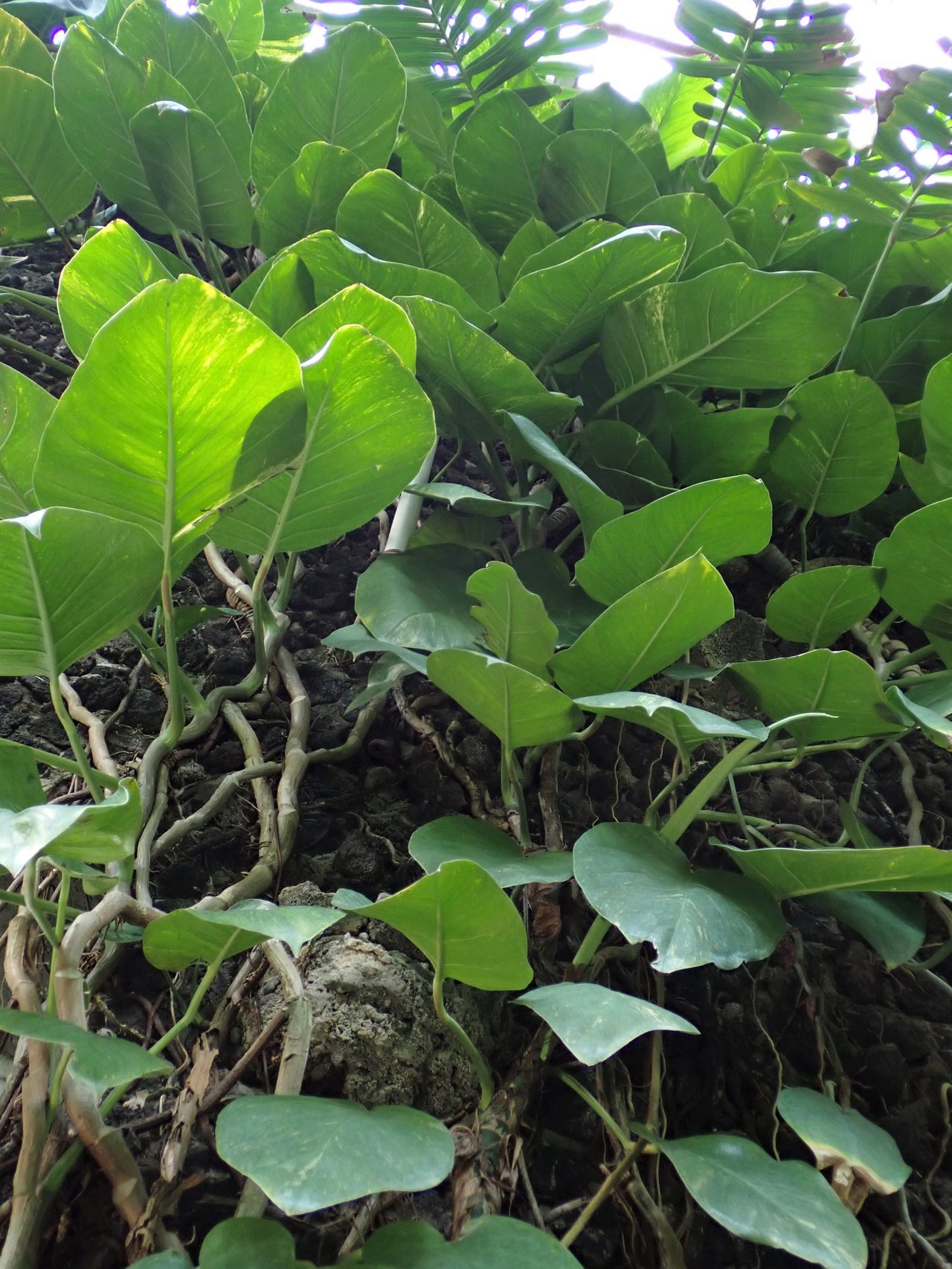Feuillage panaché de pothos retombant le long d'un support